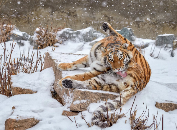 Уссурийский тигр дальнего Востока