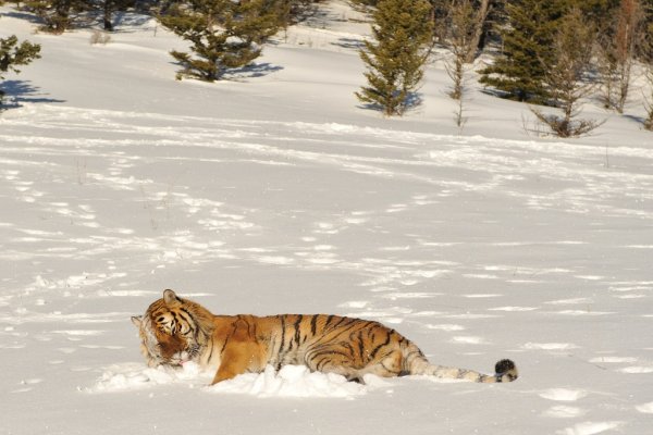 Амурские тигрята в снегу