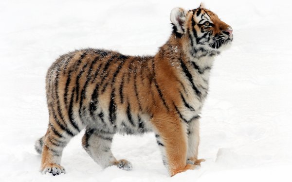 Амурский тигр маленький