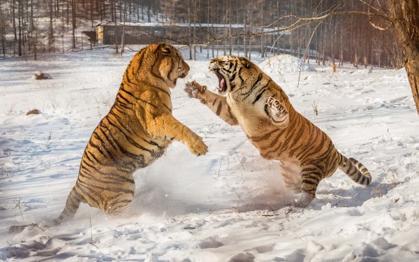 Амурские тигры дерутся