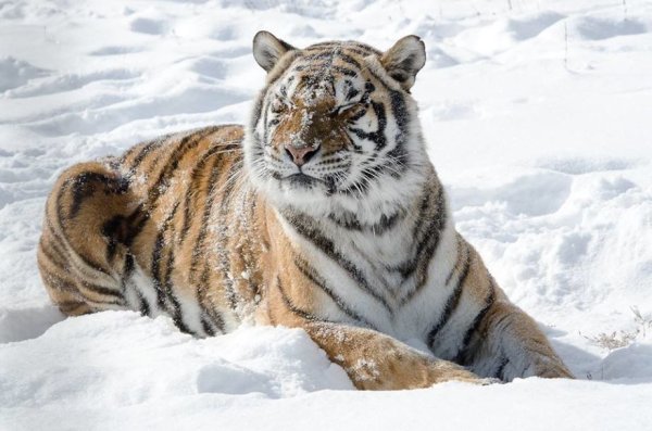 Самый Северный Амурский тигр