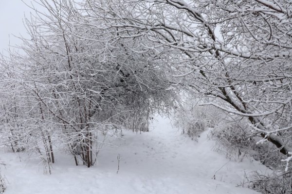 Фет снежные узоры