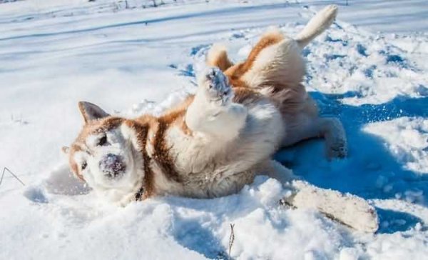 Собака радуется снегу