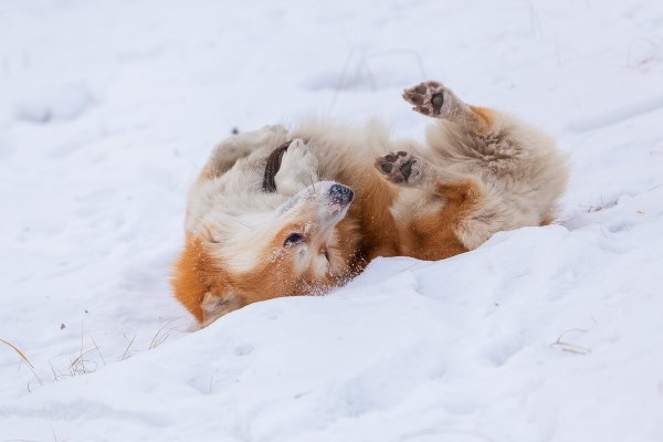 Собака катается на снегу