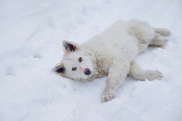 Белая собака на снегу