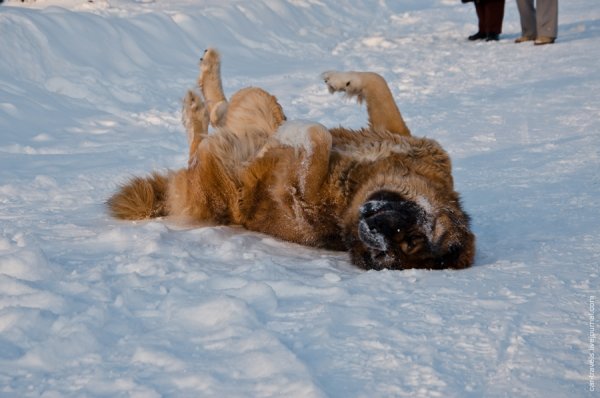 Собака валяется в снегу примета