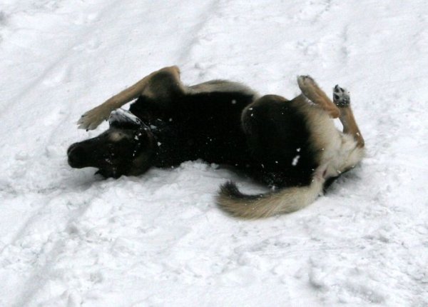 Собака валяется в снегу примета