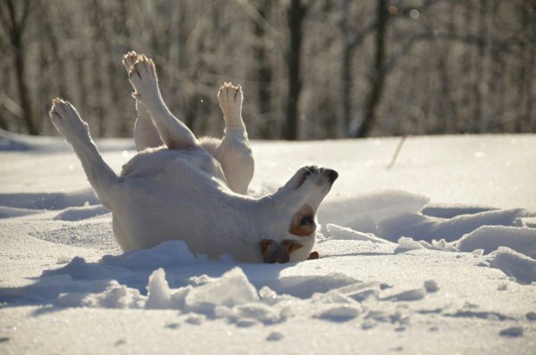 Кувыркаться в снегу