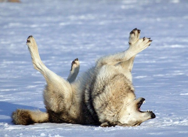 Волк валяется