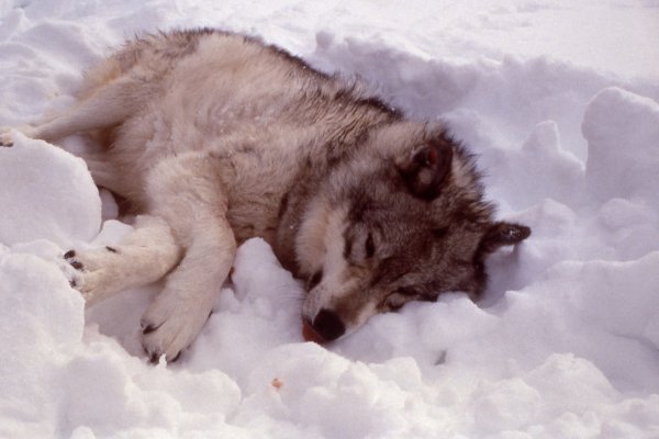 Волк лежит на снегу