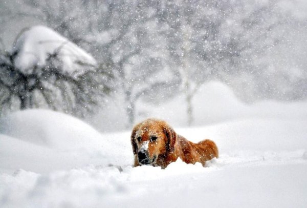 Собака метель