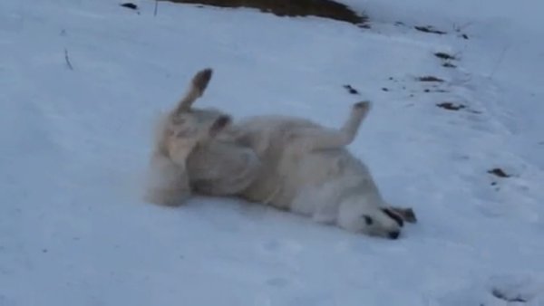 Собака катается на снегу