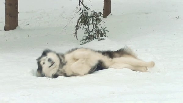 Хаски валяется в снегу