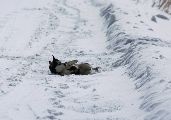 Лошадь лежит на снегу