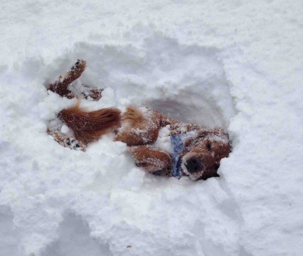 Трупы животных на снегу