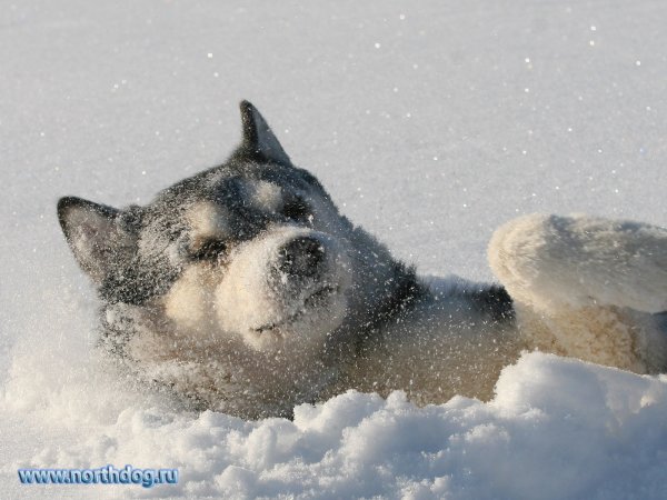 Хаски в сугробах