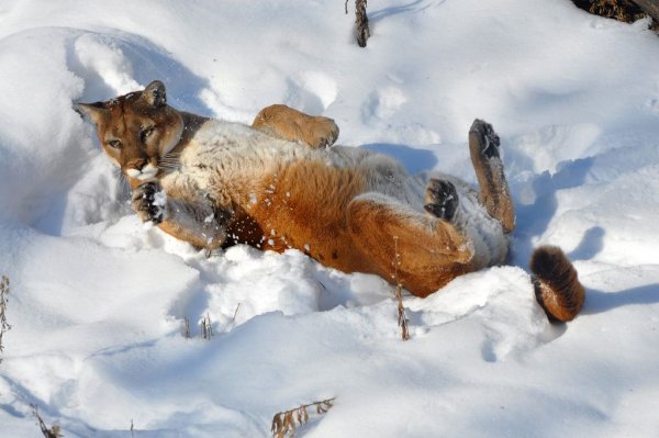 Пума и лиса