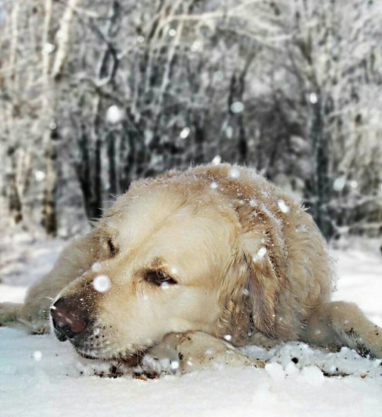 Собака под снегом