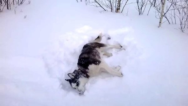 Собака лежит в сугробе