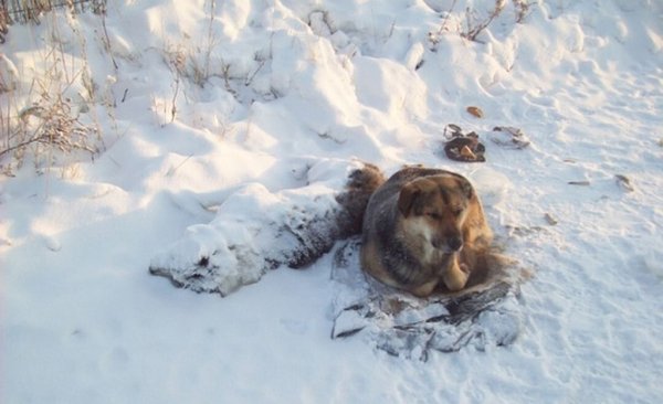 Собака лежит на снегу