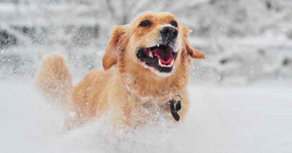 Собака в сугробе