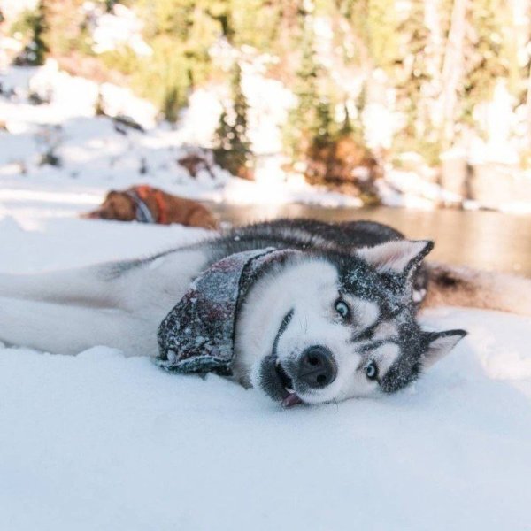 Милые собаки хаски зимой