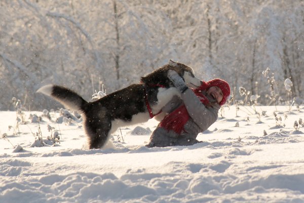 Собака снег прогулка