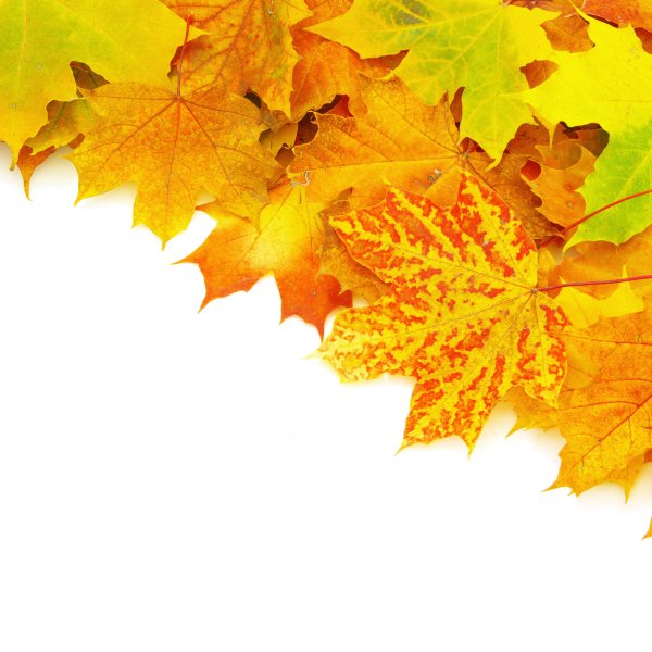 Осенние листья фон