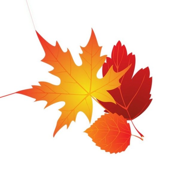 Осенние листья фото для оформления