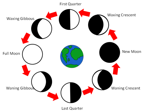 Схема фаз Луны рисунок