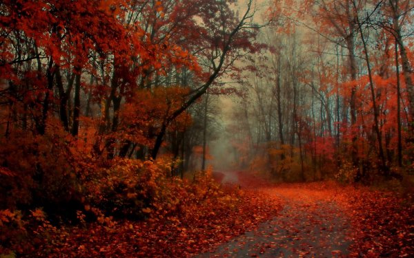 Красивая осень