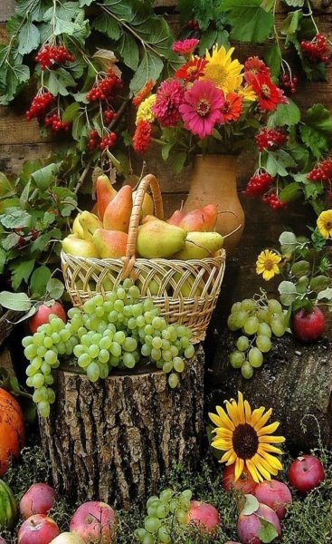 Осень овощи и фрукты