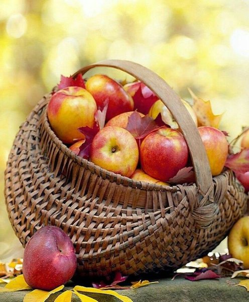 Дары природы яблоки
