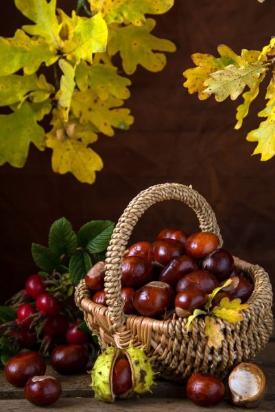 Осенние дары