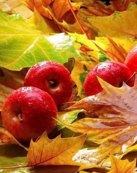 Фруктb в осеню