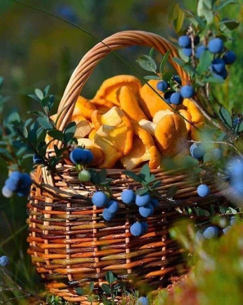 Корзинка с грибами и ягодами
