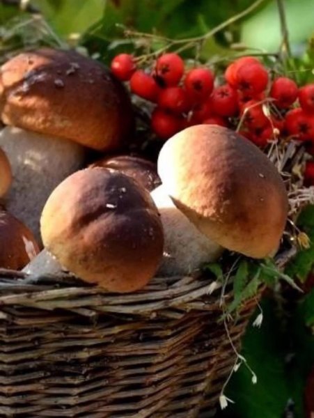 Осенний лес грибы ягоды