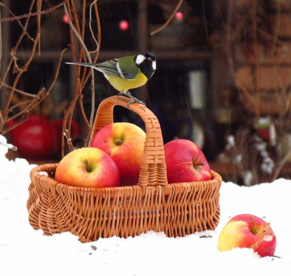 Корзина яблок зима