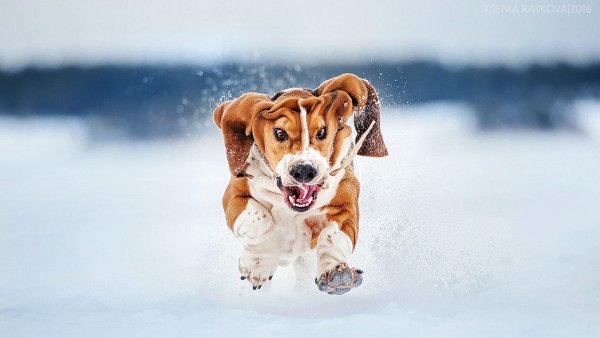 Бассет-хаунд зима