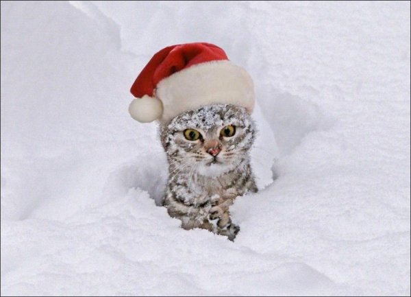 Котик в снегу