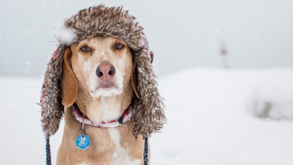Шапочка для собаки