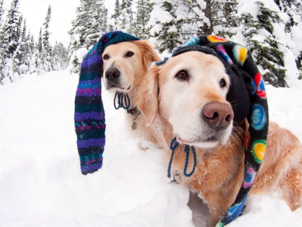 Собака в снегу