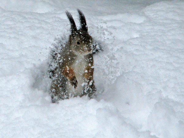 Белка замерзла