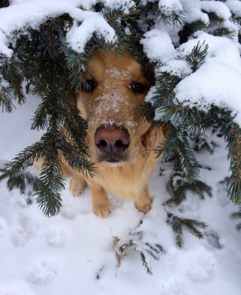 Собака в снегу