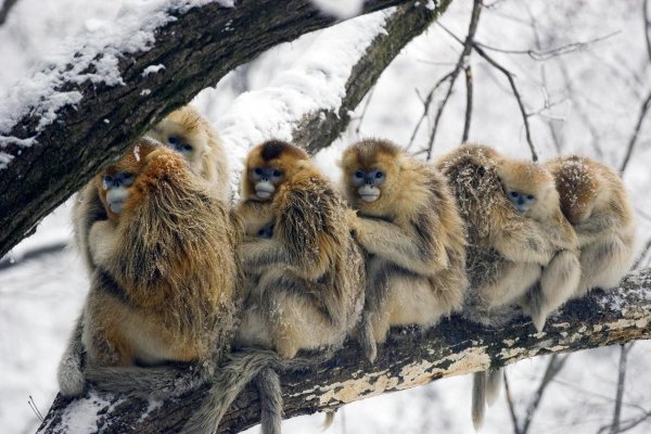 Забавные животные зимой