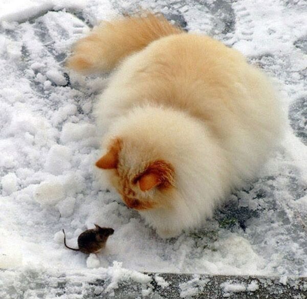 Зимние котики