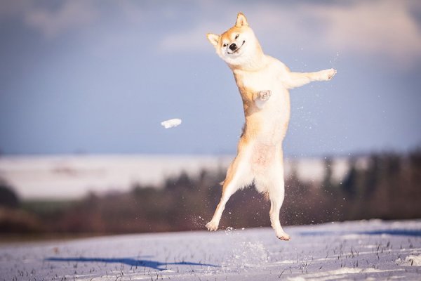 Собака радуется снегу