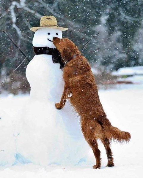 Снежная собака