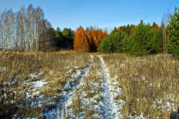 Поле поздней осенью