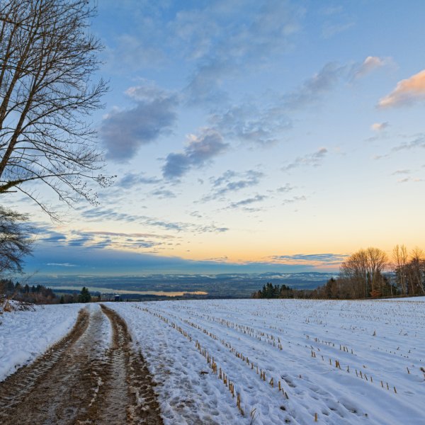 Зимнее поле и лес